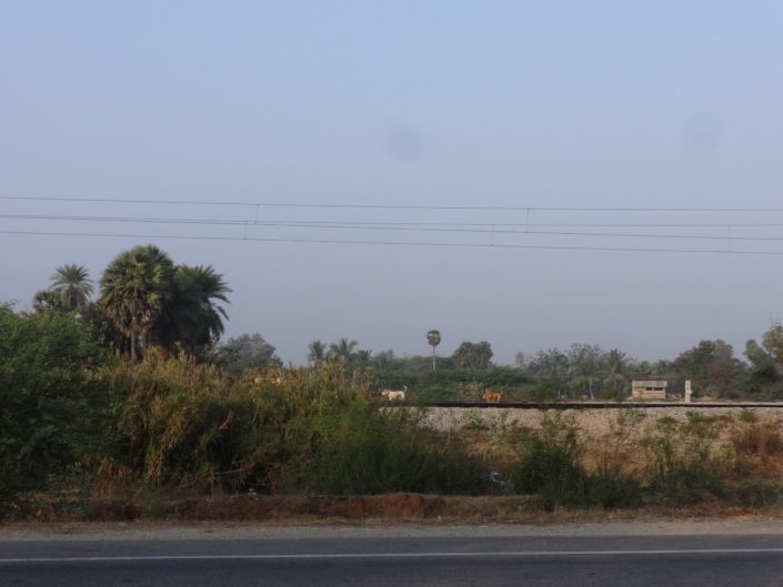 Des chiens errants sur la route de Tirupathi