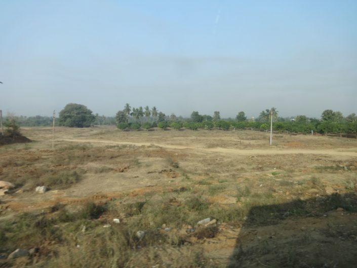 Une plantation de manguier si je ne m’abuse