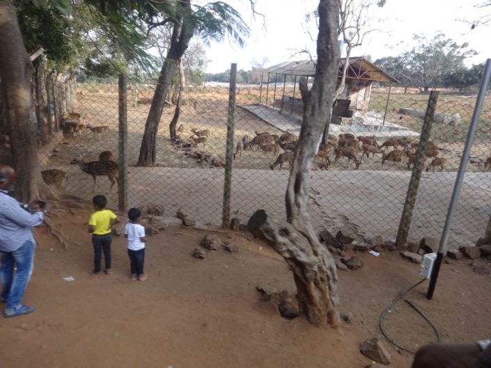 Des daims en revenant du temple